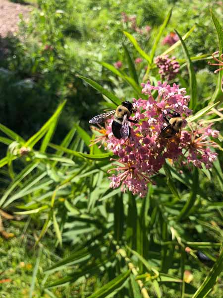 Bees Bees
